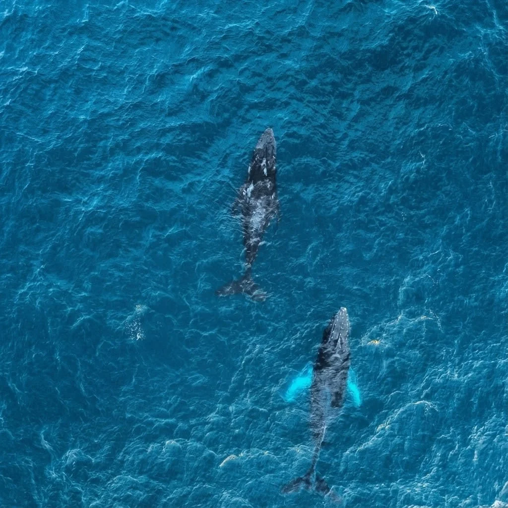 Manada de delfines silvestres saltando en el Océano Pacífico al amanecer frente a Puerto Escondido, Oaxaca